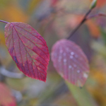 Corylopsis-willmottiae-Spring-Purple